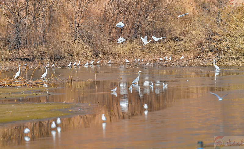 渭南：黄河湿地，候鸟过冬的幸福港湾